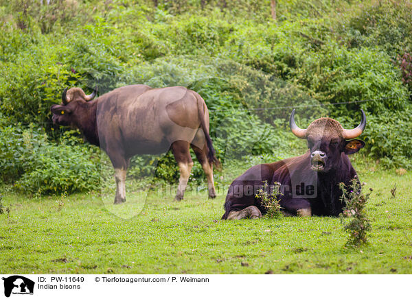 Gaur / Indian bisons / PW-11649