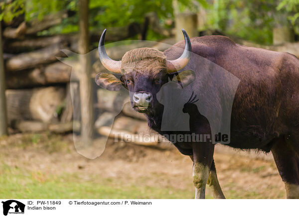 Gaur / Indian bison / PW-11849