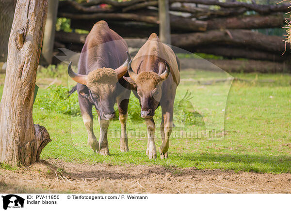 Gaur / Indian bisons / PW-11850