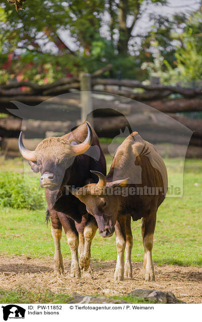 Gaur / Indian bisons / PW-11852