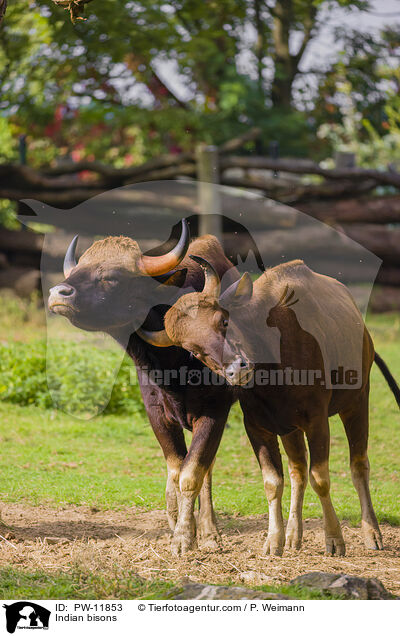 Indian bisons / PW-11853