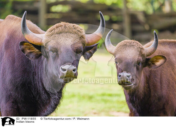 Gaur / Indian bisons / PW-11855