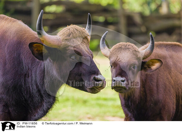 Gaur / Indian bisons / PW-11856