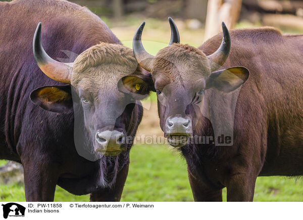 Gaur / Indian bisons / PW-11858