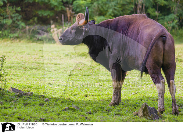 Gaur / Indian bison / PW-11860