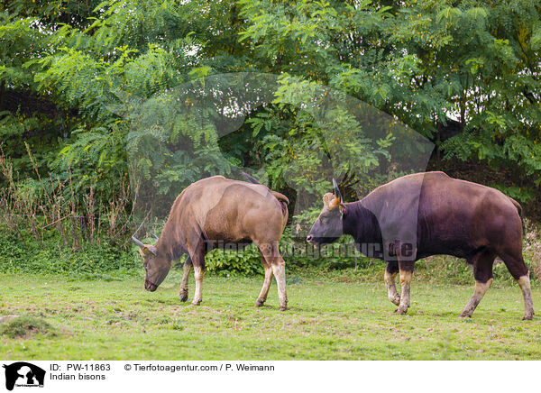 Gaur / Indian bisons / PW-11863