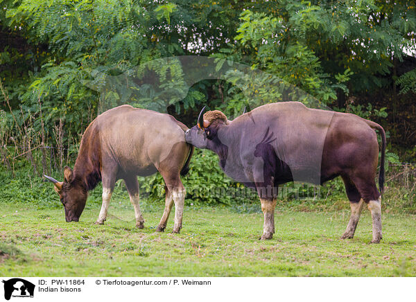 Gaur / Indian bisons / PW-11864