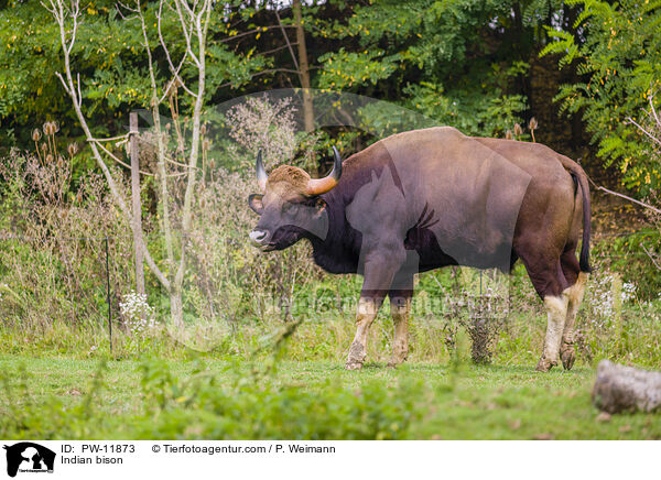 Gaur / Indian bison / PW-11873