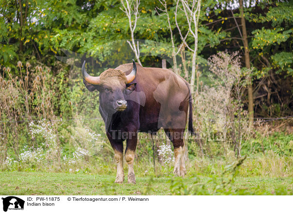 Gaur / Indian bison / PW-11875