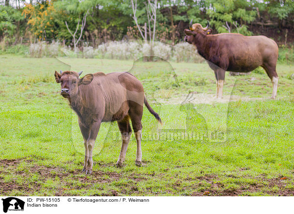 Gaur / Indian bisons / PW-15105