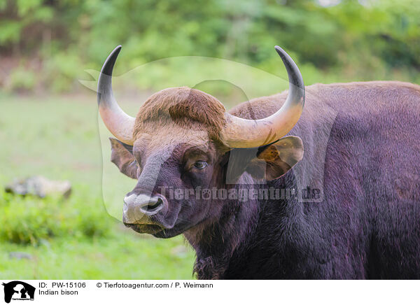 Gaur / Indian bison / PW-15106