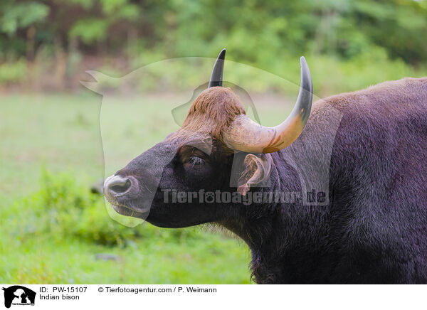 Gaur / Indian bison / PW-15107