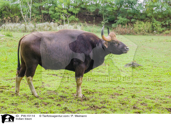Gaur / Indian bison / PW-15114