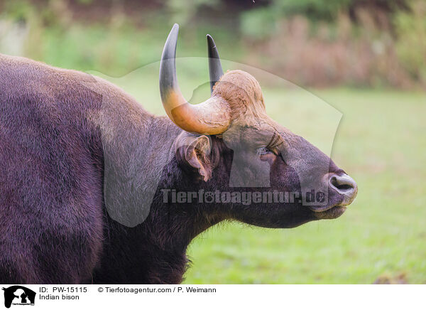 Gaur / Indian bison / PW-15115