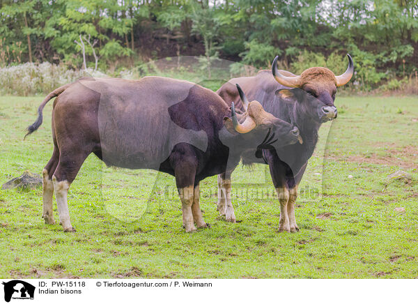 Gaur / Indian bisons / PW-15118
