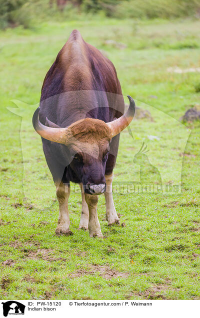 Gaur / Indian bison / PW-15120