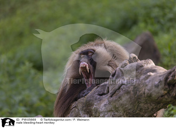 male bleeding-heart monkey / PW-05669
