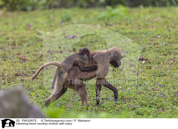 bleeding-heart monkey mother with baby / PW-05675