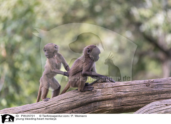 young bleeding-heart monkeys / PW-05701