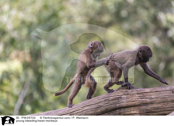 young bleeding-heart monkeys / PW-05702