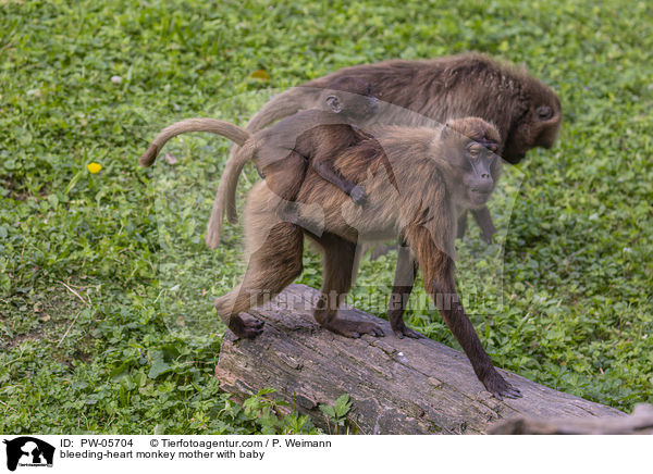 bleeding-heart monkey mother with baby / PW-05704