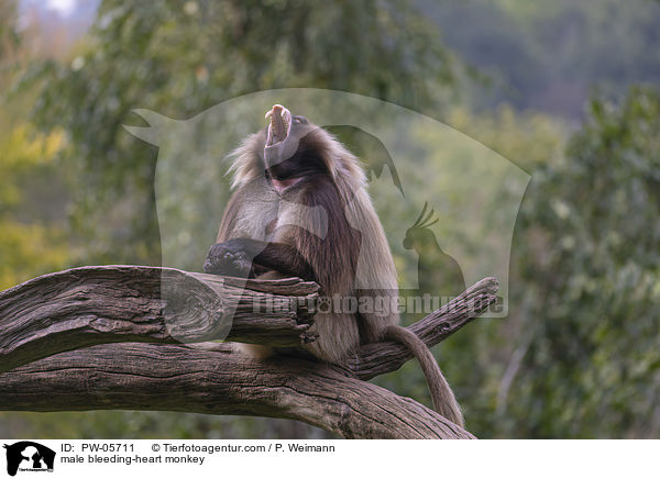 male bleeding-heart monkey / PW-05711