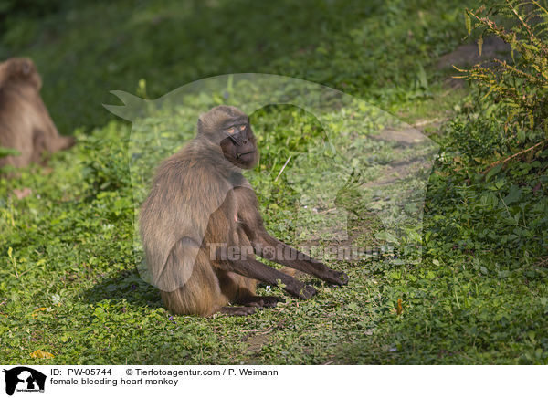 female bleeding-heart monkey / PW-05744