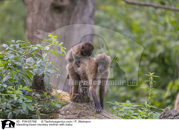 bleeding-heart monkey mother with baby / PW-05766