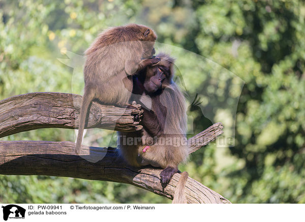 gelada baboons / PW-09941