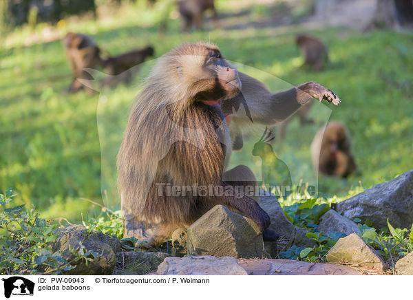 gelada baboons / PW-09943