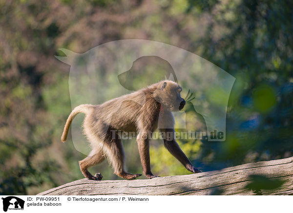 gelada baboon / PW-09951