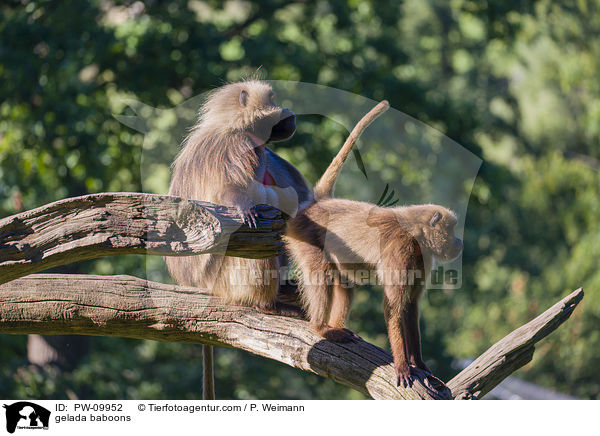 gelada baboons / PW-09952