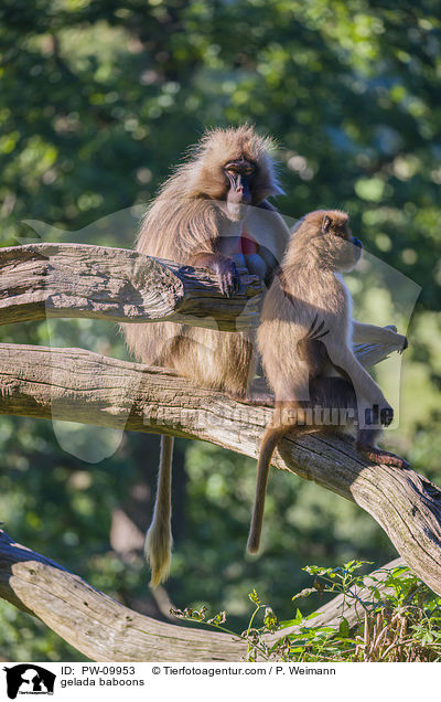 gelada baboons / PW-09953