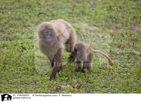 gelada baboons / PW-09955