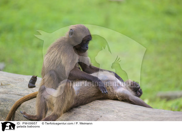 gelada baboons / PW-09957
