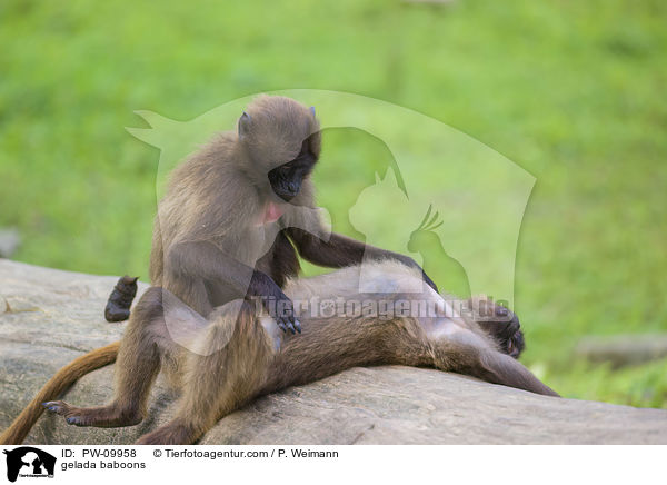 gelada baboons / PW-09958