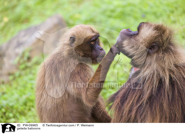 gelada baboons / PW-09965