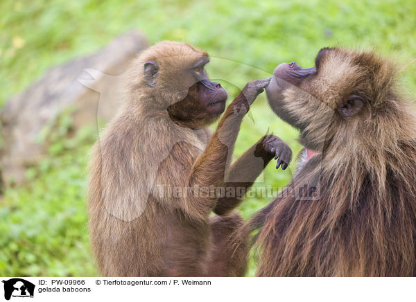 Blutbrustpaviane / gelada baboons / PW-09966