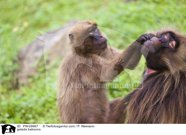 gelada baboons / PW-09967