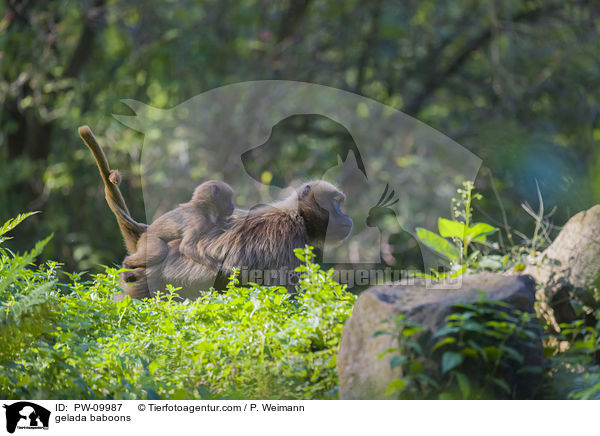 gelada baboons / PW-09987