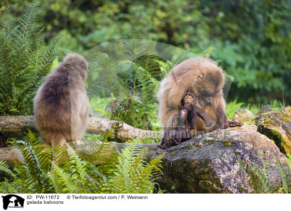 Blutbrustpaviane / gelada baboons / PW-11672