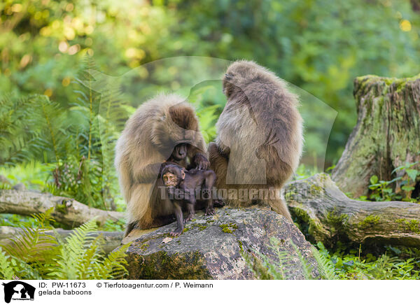 gelada baboons / PW-11673