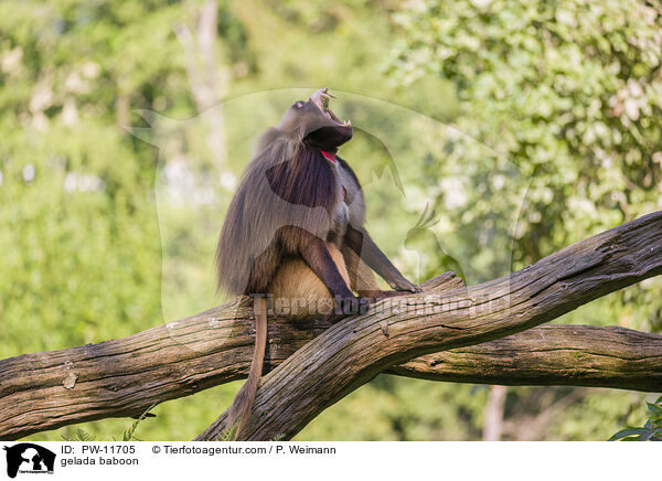 gelada baboon / PW-11705