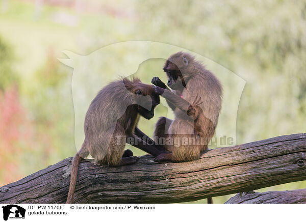 gelada baboons / PW-11706