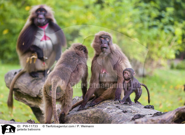 gelada baboons / PW-11733