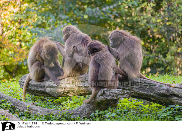 gelada baboons / PW-11774