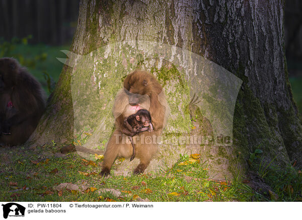 gelada baboons / PW-11804