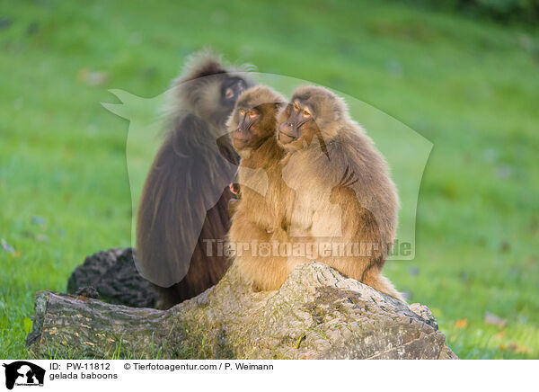 gelada baboons / PW-11812