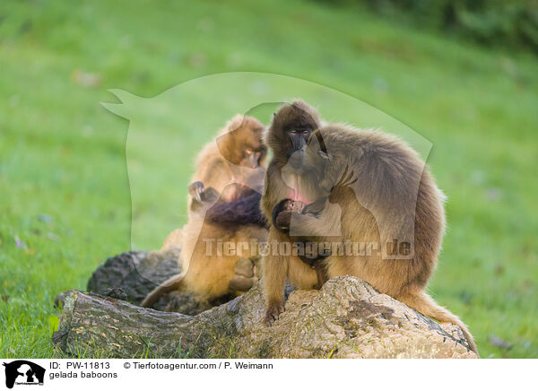 gelada baboons / PW-11813