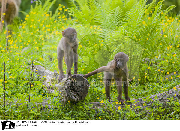 gelada baboons / PW-13298